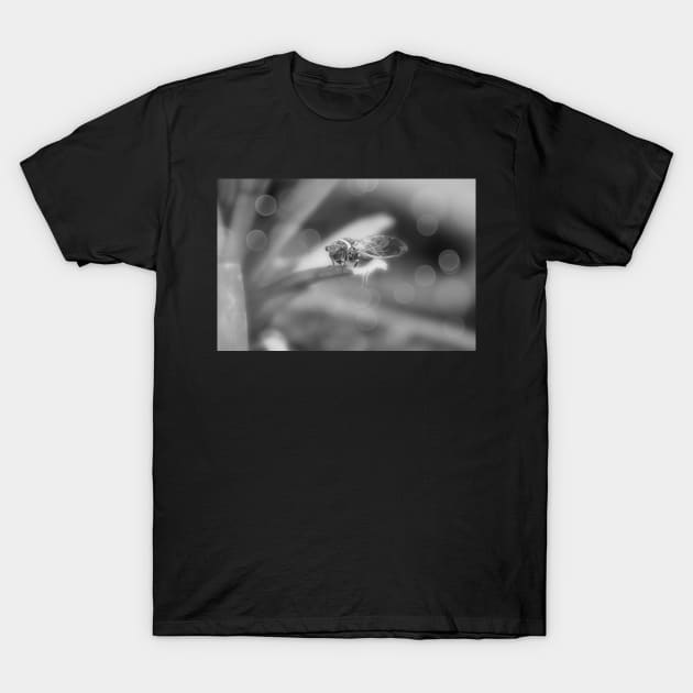 Cicada on Pineapple Tree in Summer Light in Black and White T-Shirt by ButterflyInTheAttic